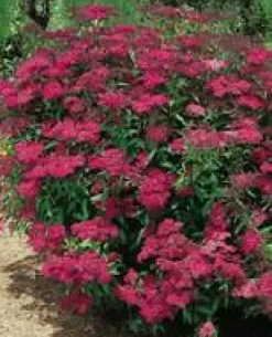 Outlet Spirea Japonica Anthony Waterer - Pot de 7L